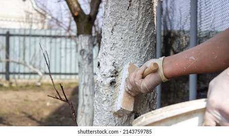 Girl whitewashing a tree trunk in a spring garden. Whitewash of spring trees, protection from insects and pests.selective focus