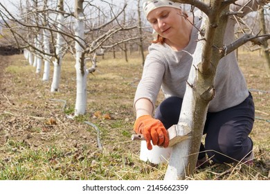 Girl whitewashing a tree trunk in a spring garden. Whitewash of spring trees, protection from insects and pests.