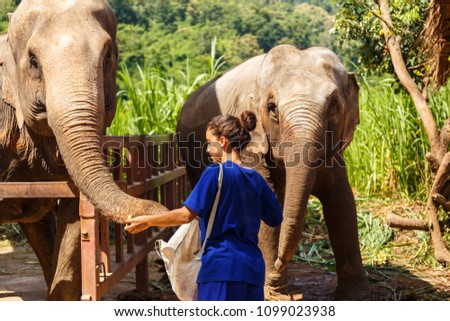 Girl wiht bananas in her hand feeds an elephant at sanctuary in Chiang Mai Thailand