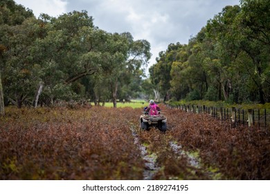 Girl Working In Agriculture. Women Riding A Motorbike On A Farm In Outback Australia. Ranch Worker Herding Cattle And Cows In A Field With A Dog On A Gravel Road. Young Lady Mustering Livestock.