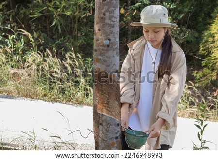The girl works and cuts the rubber tree with the cup