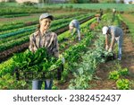Girl works in farmers field and harvests acelga, cuts fresh and juicy spinach sprout sprig. Growing crops for sale in local supermarkets and greengrocers shops.