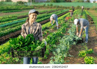 Girl works in farmers field and harvests acelga, cuts fresh and juicy spinach sprout sprig. Growing crops for sale in local supermarkets and greengrocers shops. - Powered by Shutterstock