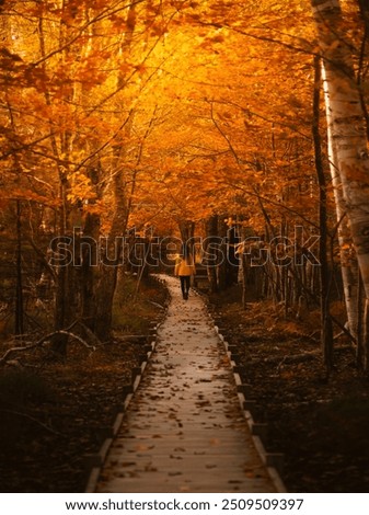 Girl in Yellow Coat Walks Autumn Forest Trail Boardwalk Fall Foliage.Jesup Trail Acadia National Park New England. Orange Leaves. Moody Fall Scene