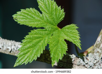 Girlish Grapes Lat Parthenocissus Genus Plants Stock Photo 1994689382 ...