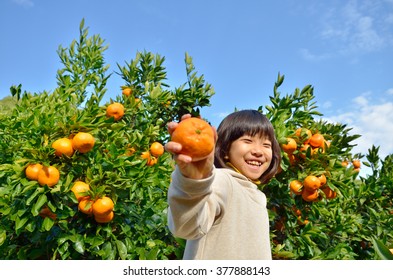 Girls Enjoy Picking Oranges