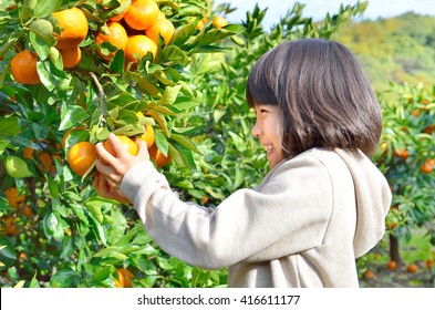 Girls Enjoy Picking Oranges