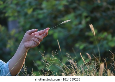 Girl's hand closeup around grasses with a beautiful background. - Shutterstock ID 1814339285