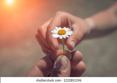 Girl's Hand Giving Wild Flower With Love At Sunset. Beautiful Background