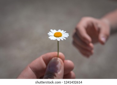 girl's hand giving wild flower with love at sunset. beautiful background