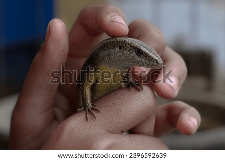 girl's hand holding a wild lizard, girl observing a wild lizard