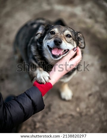 girl's hand strokes the looking devotedly cute charming dog on the street
