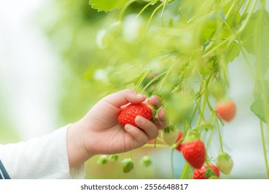 A girl's hands harvesting strawberries while strawberry picking. - Powered by Shutterstock