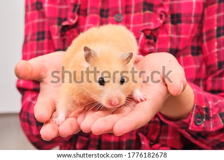 Similar – Image, Stock Photo Lap Rat Feminine Child