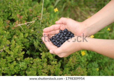 Similar – Hände, die selbstgepflückte Blaubeeren in eine Schüssel sortieren