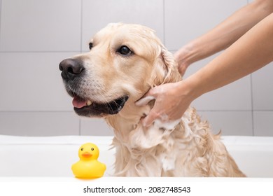 The girl's hands wash the dog in a bubble bath. The groomer washes his golden retriever with a shower - Powered by Shutterstock