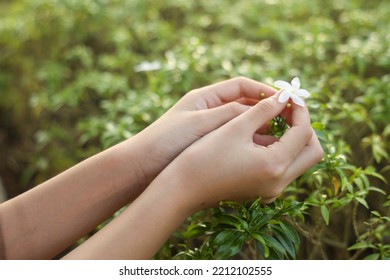 Girls Hand,small Hand Picking Flower In The Garden.