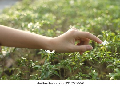 Girls Hand,small Hand Picking Flower In The Garden.