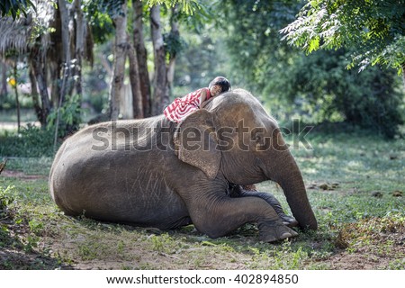 The girls were sleep on the back of the elephant, Elephant village Thailand.