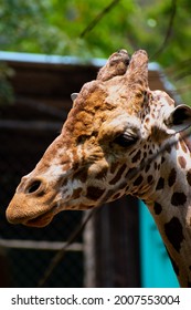 A Girrafe Head Closeup Shot. 