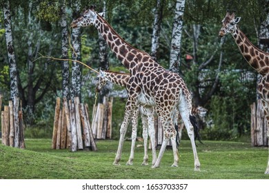 Girrafe In Nature Posing For Photo