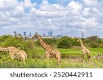 Girrafes in Nairobi National Park Overlooking the city