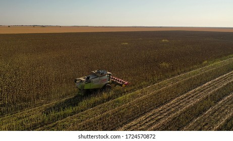 GIURGIU, ROMANIA - APRIL 27, 2020: Aerial Drone Photograph Showing Industrial Machine Harvesting Sunflower Crops. Severe Drought Conditions Affecting The Crop Fields.