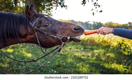 Give the horse a carrot. A horse is attracted by a juicy carrot and it stretches its neck to reach the carrot. Amusing portrait of a horse from the side - Shutterstock ID 2101289752