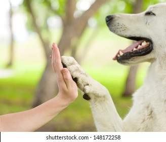 Give me five - Dog pressing his paw against a woman hand 