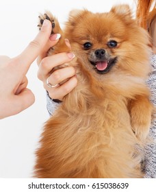 Give Me Five Dog Hd Stock Images Shutterstock