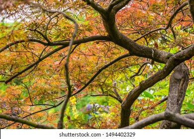 Giverny, France: Beautiful Tree In The Claude Monet Garden. The Foundation Claude Monet Preserves House And Garden Of Claude Monet. The Painter Gained Much Of His Inspiration From His Garden.