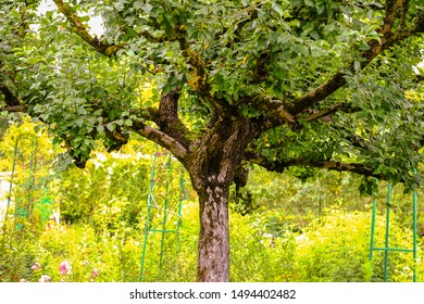 Giverny, France: Beautiful Tree In The Claude Monet Garden. The Foundation Claude Monet Preserves House And Garden Of Claude Monet. The Painter Gained Much Of His Inspiration From His Garden.