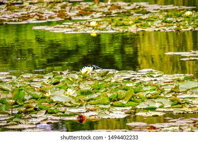 Giverny, France-circa August, 2019: Victoria-regia Flower In The Lake Of The Claude Monet Garden. The Foundation Claude Monet Preserves House And Garden Of Claude Monet. 