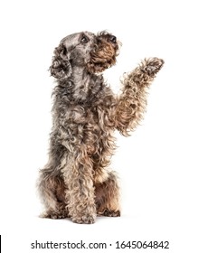 Gives Paw Crossbreed Dog Looking Up, Isolated On White