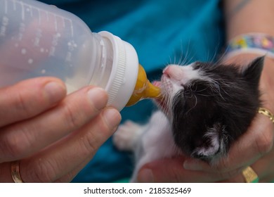 giving the bottle with milk to the kitten