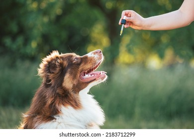 Giving CBD hemp oil to dog with a dropper pipette - Shutterstock ID 2183712299