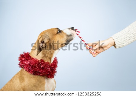 Giving Christmas presents concept. Human hand gives candy cane to a dog