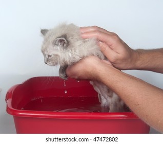 Giving Cute Kitten A Bath In Water