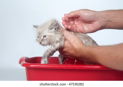 Giving Cute Kitten A Bath In Water