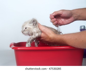 Giving Cute Kitten A Bath In Water