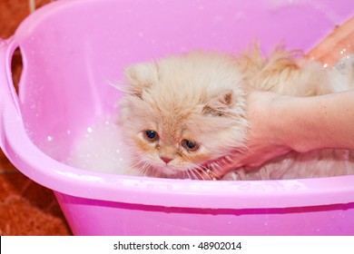 Giving Cute Kitten A Bath In Water