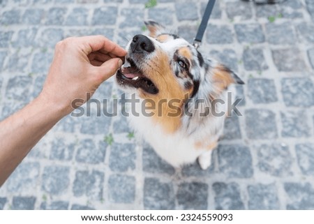 Giving the dog a treat, first person perspective, selective focus on the nose. Human hand giving an auusie dog a treat