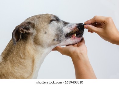 Giving a dropper of CBD oil to senior dog for pain relief