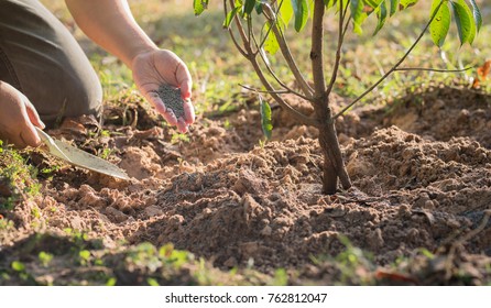 Giving Fertilizer To A Young Tree