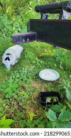 Giving Food To Stray Cat 