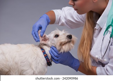Giving him a thorough check-up. Cropped shot of a vet trying intently to examine ears of a terrier dog while standing against grey background