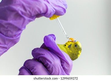 Giving Medicine To An Exotic Parrot Bird By A Vet Medicine. Veterinary Medicine. Medicine Through A Pipette For A Bird