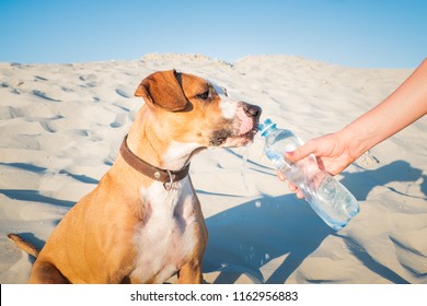 Giving water to a dog. Female hand holds bottle of water for a thirsty pet on hot day outdoors