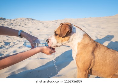 Giving water to a dog. Female hand holds bottle of water for a t
