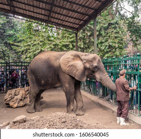 Giza, Egypt - January 25, 2019 : Kids Watching Zoo Keeper And Large African Elephant At Giza Zoo